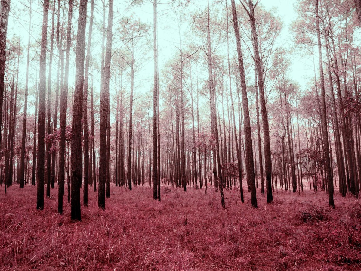 Embracing Forgiveness: A Path to&nbsp;Freedom